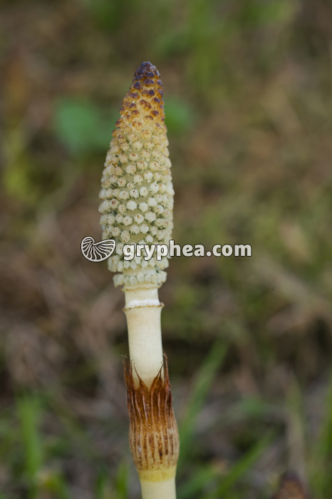 Grande Prêle - Strobile sur axe fertile (Equisetum telmateia) - gryphea.com